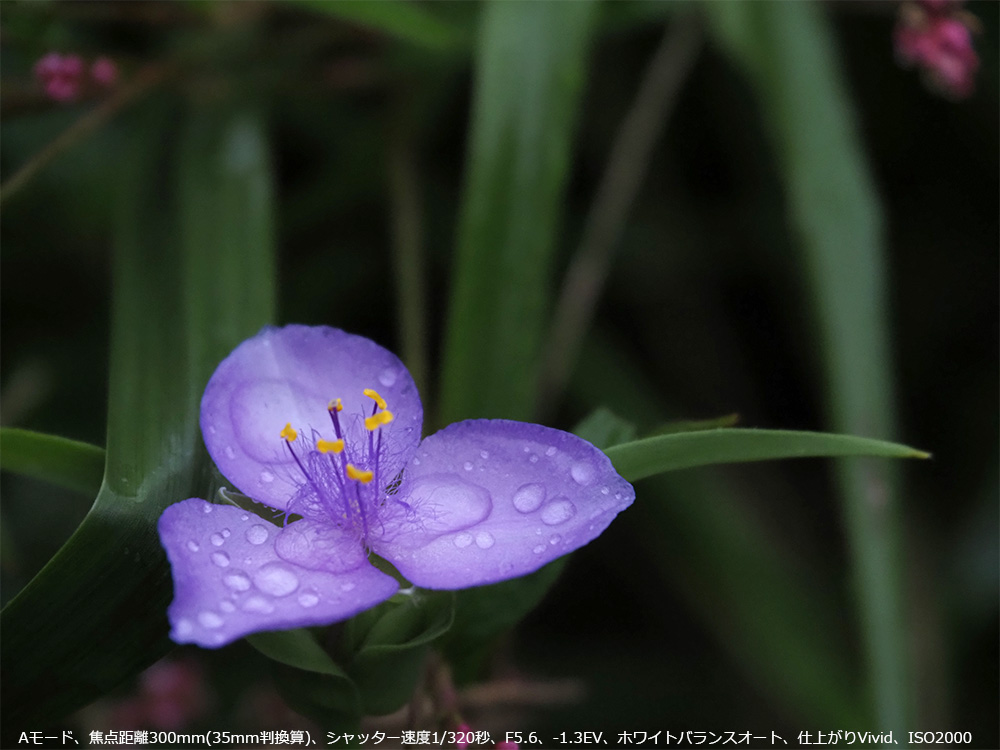 A[hAœ_300mm(35mmZ)AVb^[x1/320bAF5.6A-1.3EVAzCgoXI[gAdオVividAISO2000