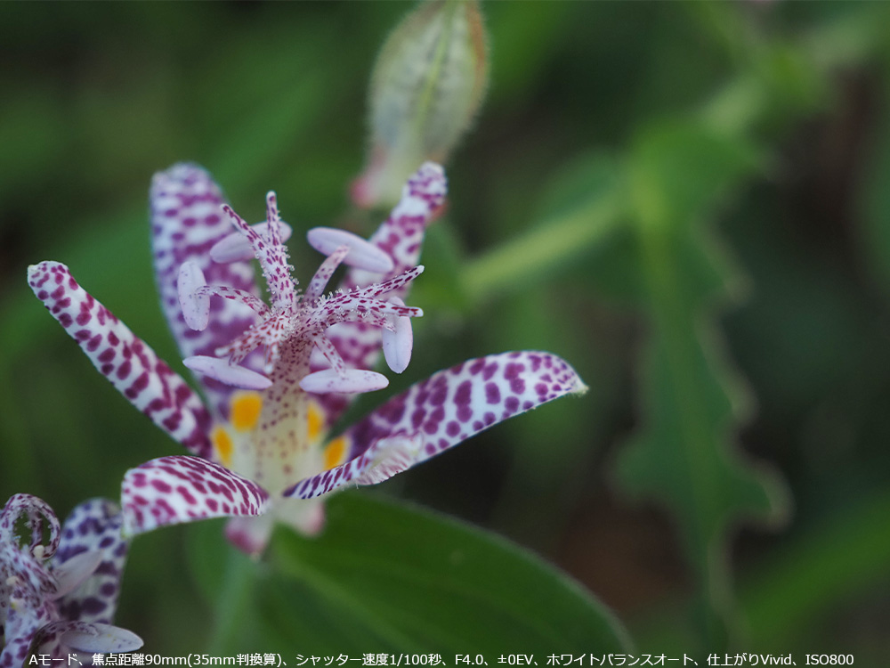 A[hAœ_90mm(35Z)AVb^[x1/100bAF4.0A}0EVAzCgoXI[gAdオVividAISO800