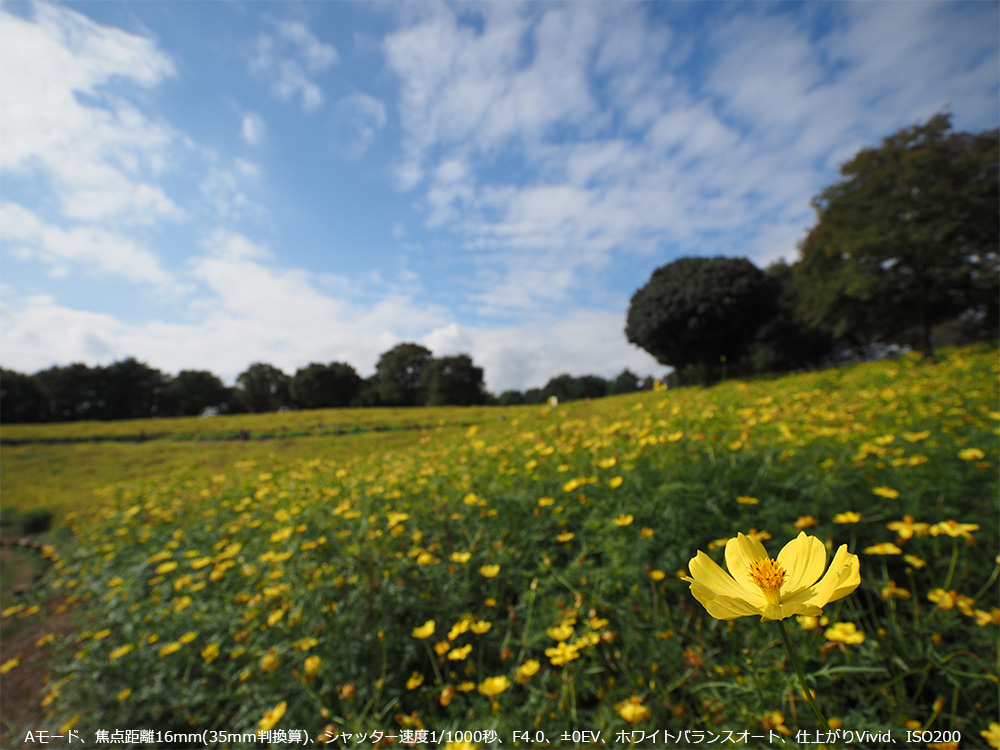 A[hAœ_16mm(35Z)AVb^[x1/1000bAF4.0A}0EVAzCgoXI[gAdオVividAISO200