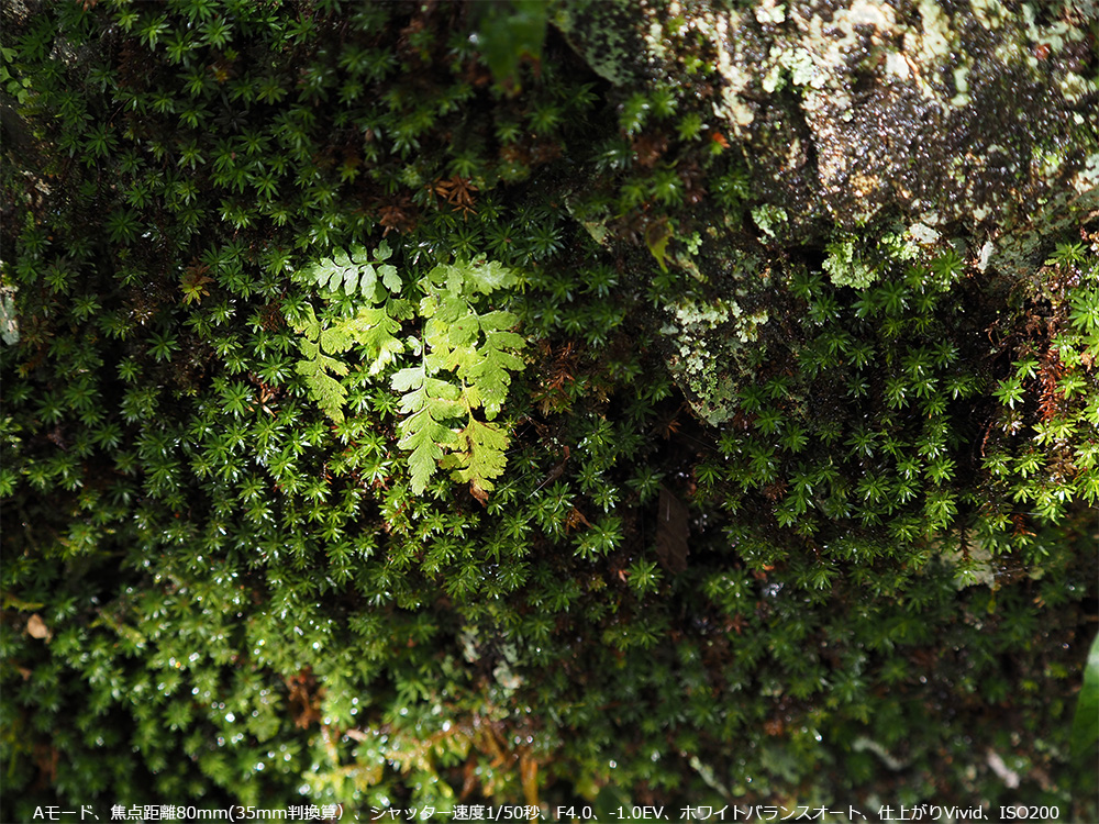 A[hAœ_80mm(35mmZjAVb^[x1/50bAF4.0A-1.0EVAzCgoXI[gAdオVividAISO200