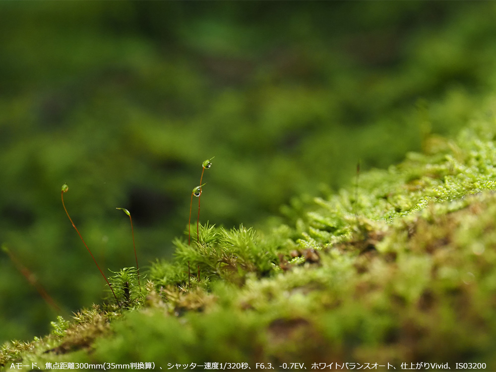 A[hAœ_300mm(35mmZjAVb^[x1/320bAF6.3A-0.7EVAzCgoXI[gAdオVividAIS03200