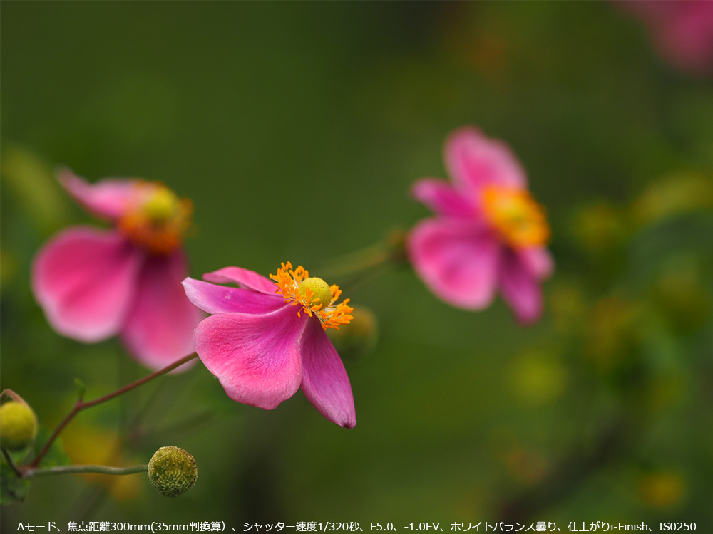 A[hAœ_300mm(35mmZjAVb^[x1/320bAF5.0A-1.0EVAzCgoX܂Adオi-FinishAIS0250
