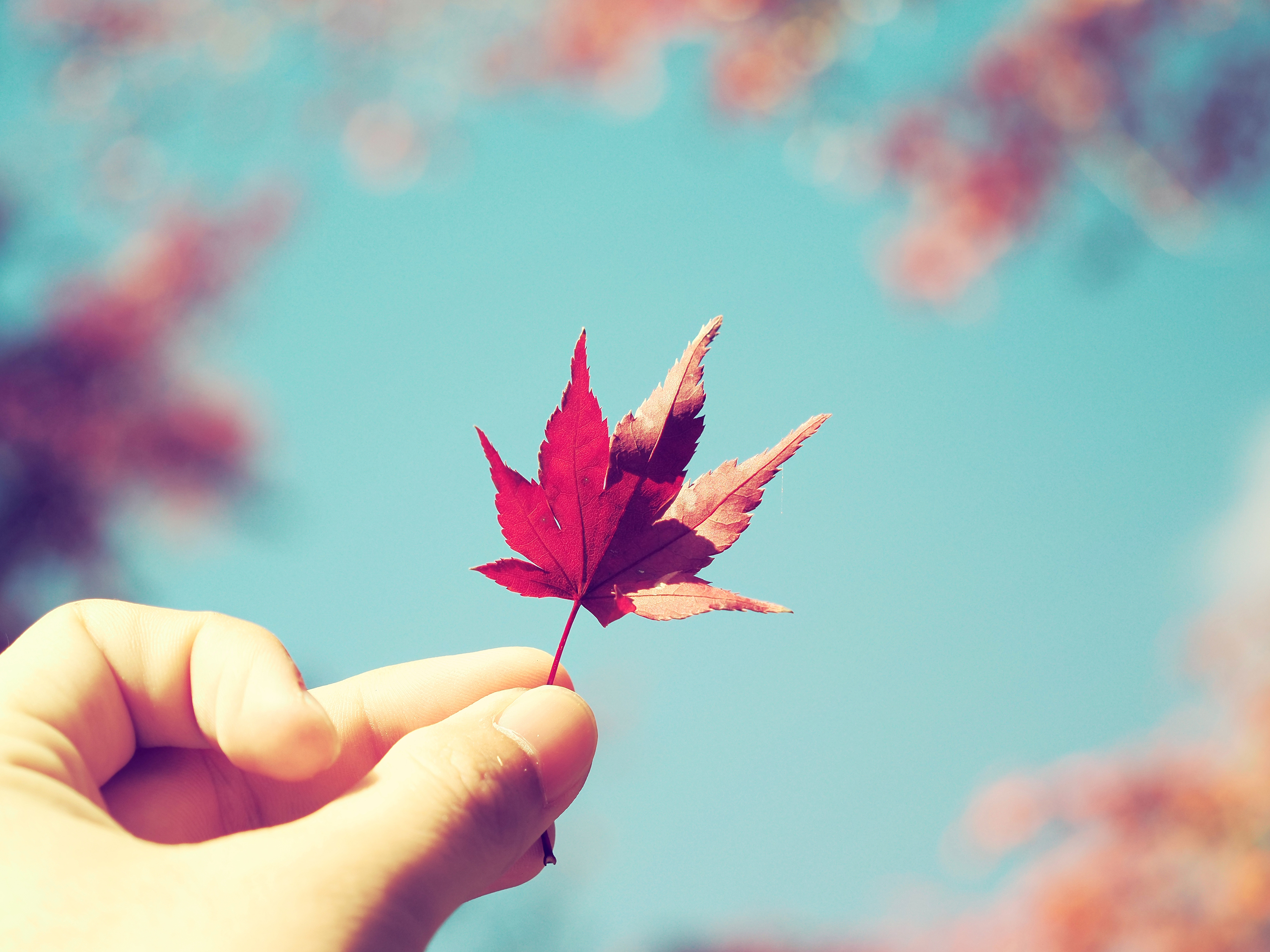 OM-5 Mark II M.ZUIKO DIGITAL ED 12-45mm F4.0 PRO F4,1/1000秒,ISO200,+0.3EV,WBオート,ヴィンテージI OM-5 Mark II M.ZUIKO DIGITAL ED 12-45mm F4.0 PRO F4,1/1000秒,ISO200,+0.3EV,WBオート,ヴィンテージI