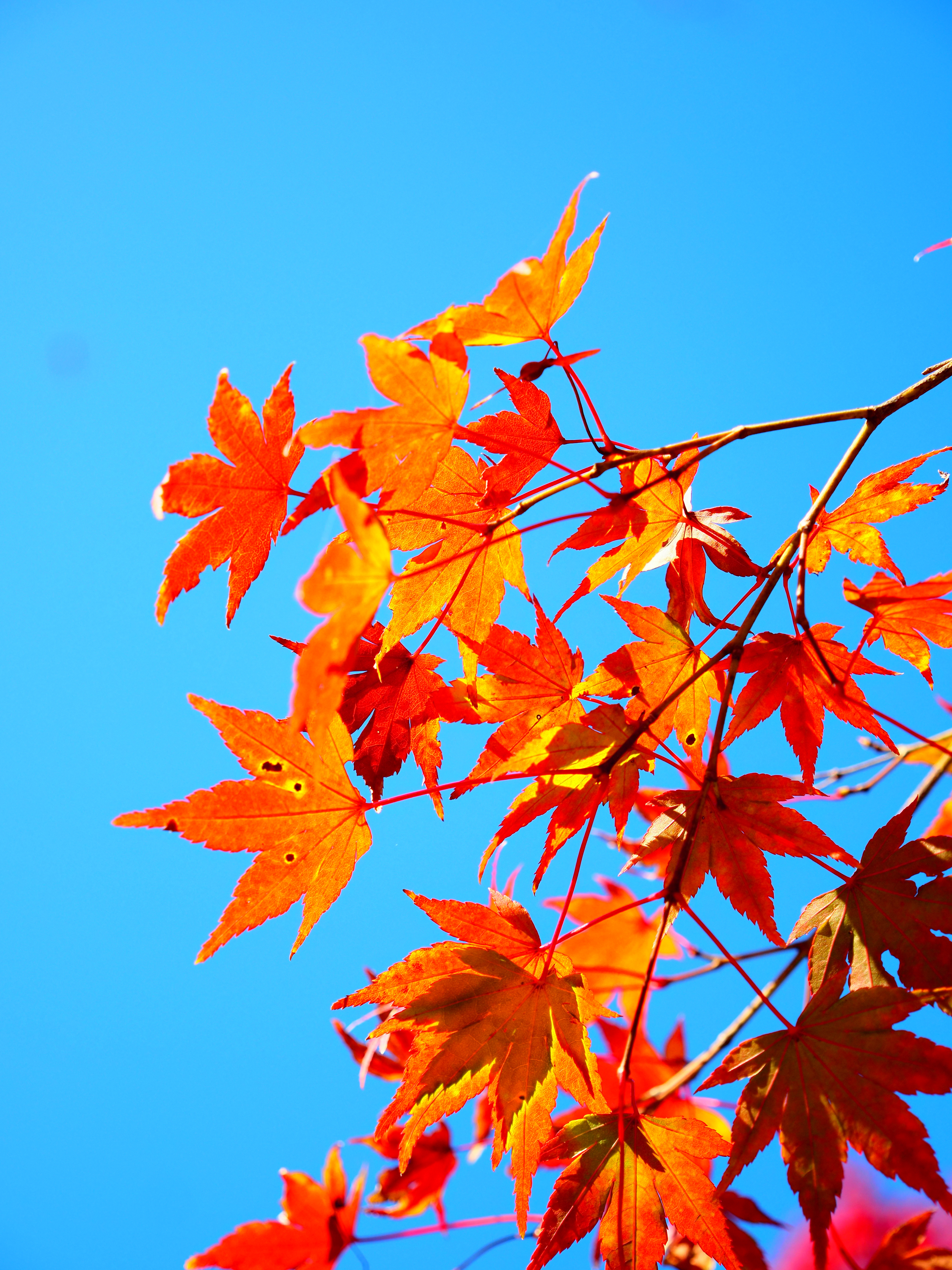 OM-5 Mark II M.ZUIKO DIGITAL ED 12-45mm F4.0 PRO F4,1/800秒,ISO200,+0.7EV,WBオート ポップアートI OM-5 Mark II M.ZUIKO DIGITAL ED 12-45mm F4.0 PRO F4,1/800秒,ISO200,+0.7EV,WBオート ポップアートI