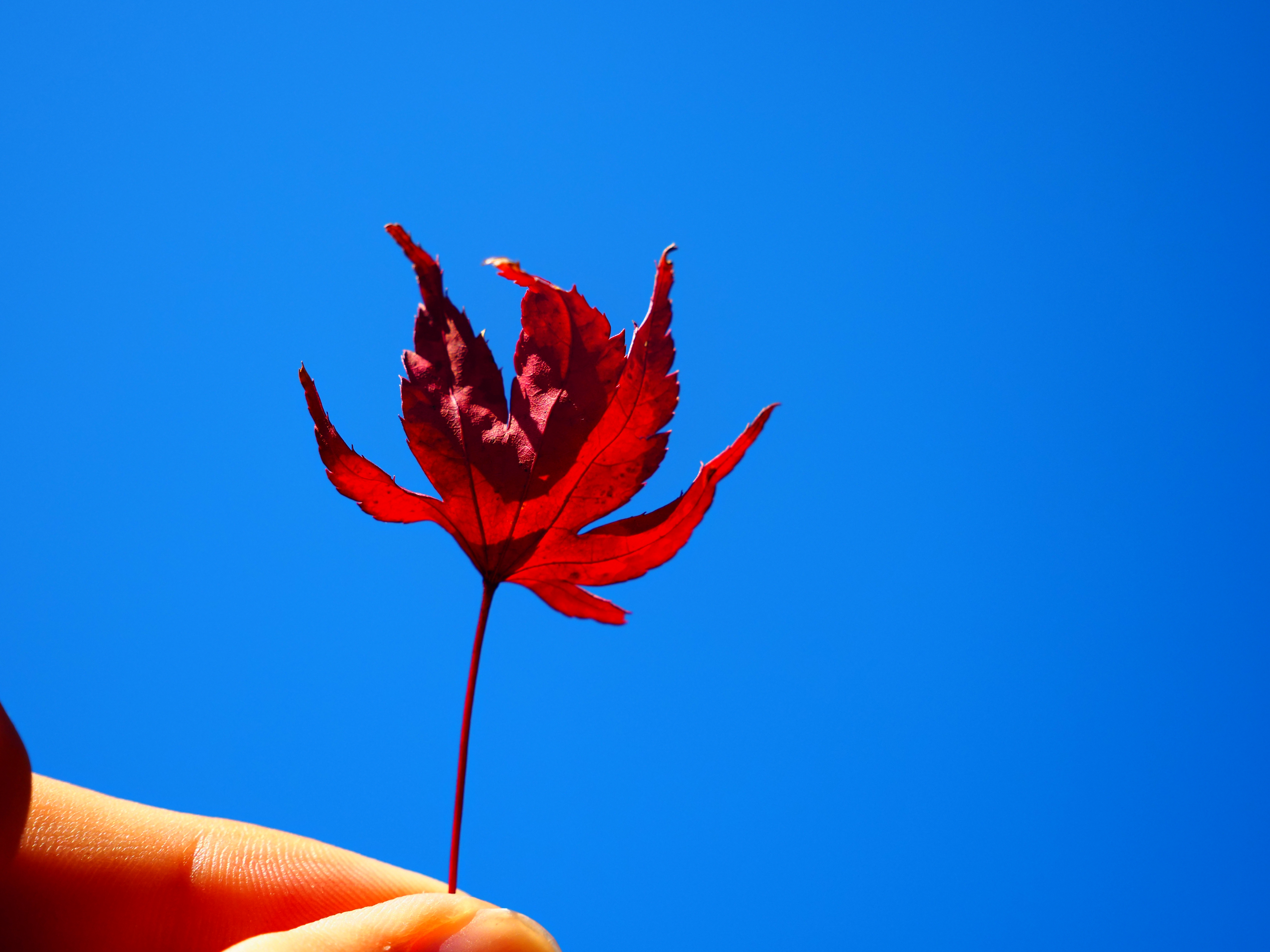 OM-5 Mark II M.ZUIKO DIGITAL ED 12-45mm F4.0 PRO F4,1/1600秒,ISO200,-0.3EV,WBオート ポップアートI OM-5 Mark II M.ZUIKO DIGITAL ED 12-45mm F4.0 PRO F4,1/1600秒,ISO200,-0.3EV,WBオート ポップアートI