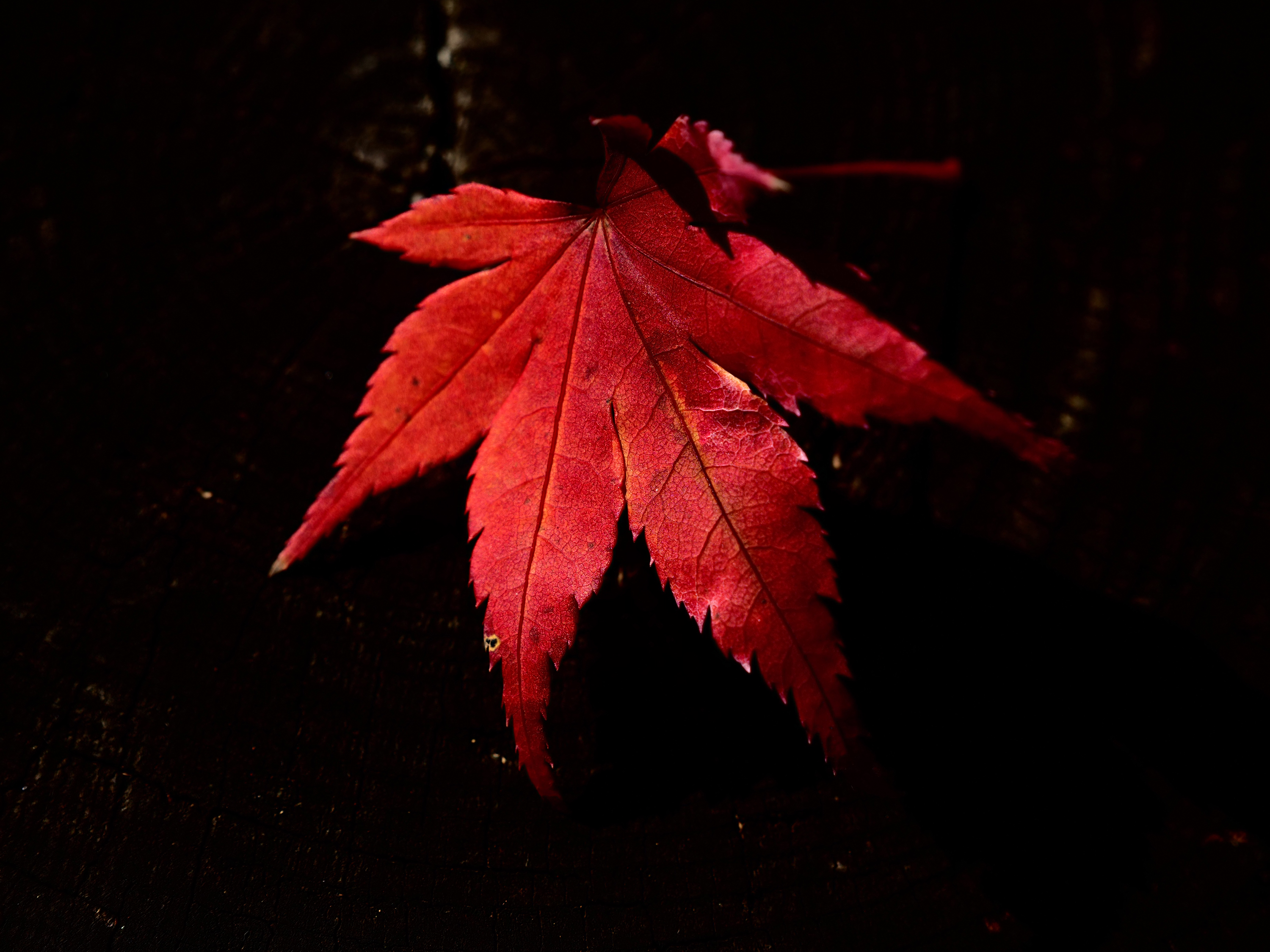 OM-5 Mark II M.ZUIKO DIGITAL ED 12-45mm F4.0 PRO F5.6,1/1000秒,ISO200,-1.0EV,WBオート ポップアートII OM-5 Mark II M.ZUIKO DIGITAL ED 12-45mm F4.0 PRO F5.6,1/1000秒,ISO200,-1.0EV,WBオート ポップアートII