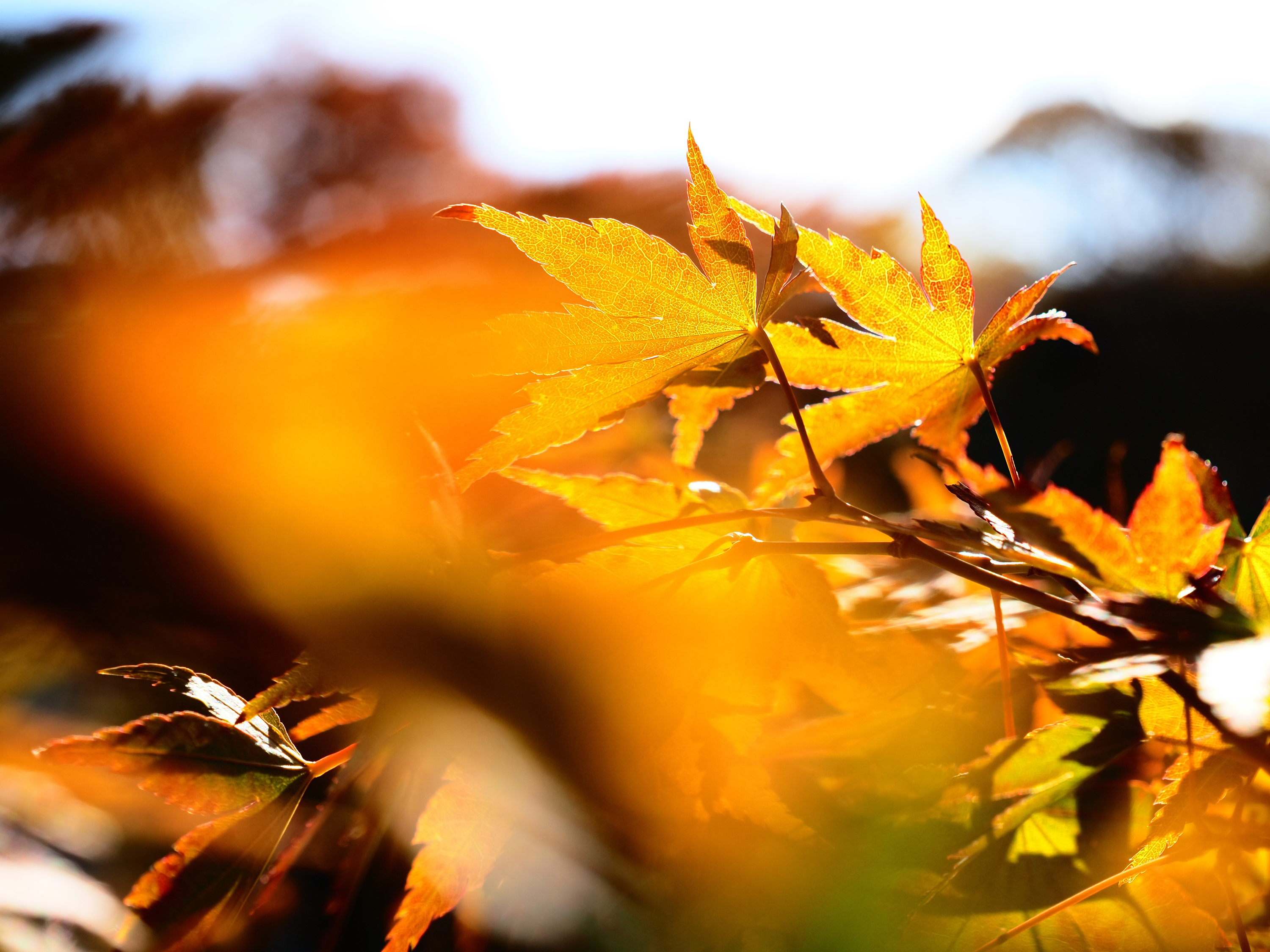 OM-5 Mark II M.ZUIKO DIGITAL ED 12-45mm F4.0 PRO F5.6,1/320秒,ISO200,+1.0EV,WBオート ポップアートII OM-5 Mark II M.ZUIKO DIGITAL ED 12-45mm F4.0 PRO F5.6,1/320秒,ISO200,+1.0EV,WBオート ポップアートII