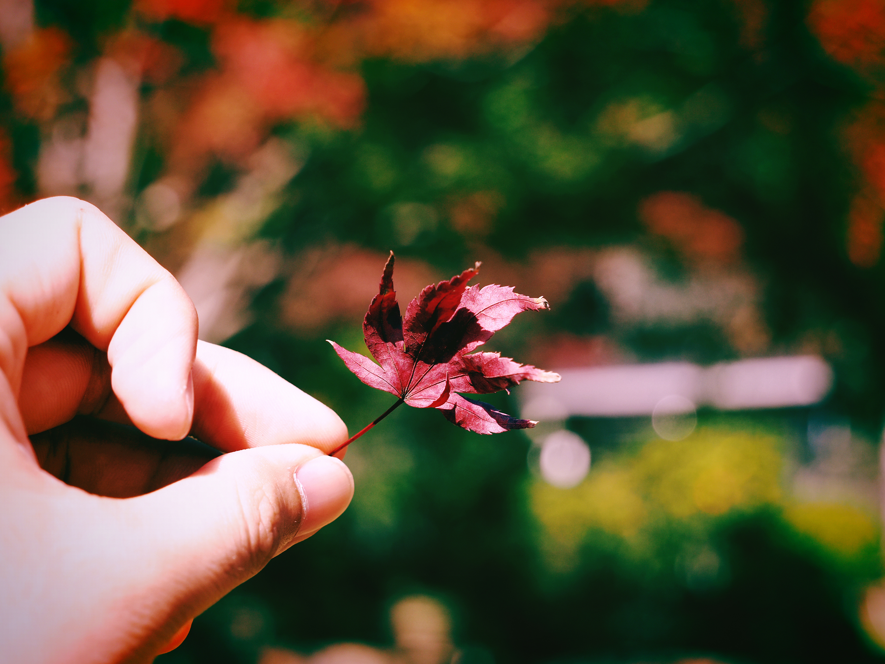 OM-5 Mark II M.ZUIKO DIGITAL ED 12-45mm F4.0 PRO F4,1/1000秒,ISO200,-0.7EV,WBオート ネオノスタルジー OM-5 Mark II M.ZUIKO DIGITAL ED 12-45mm F4.0 PRO F4,1/1000秒,ISO200,-0.7EV,WBオート ネオノスタルジー