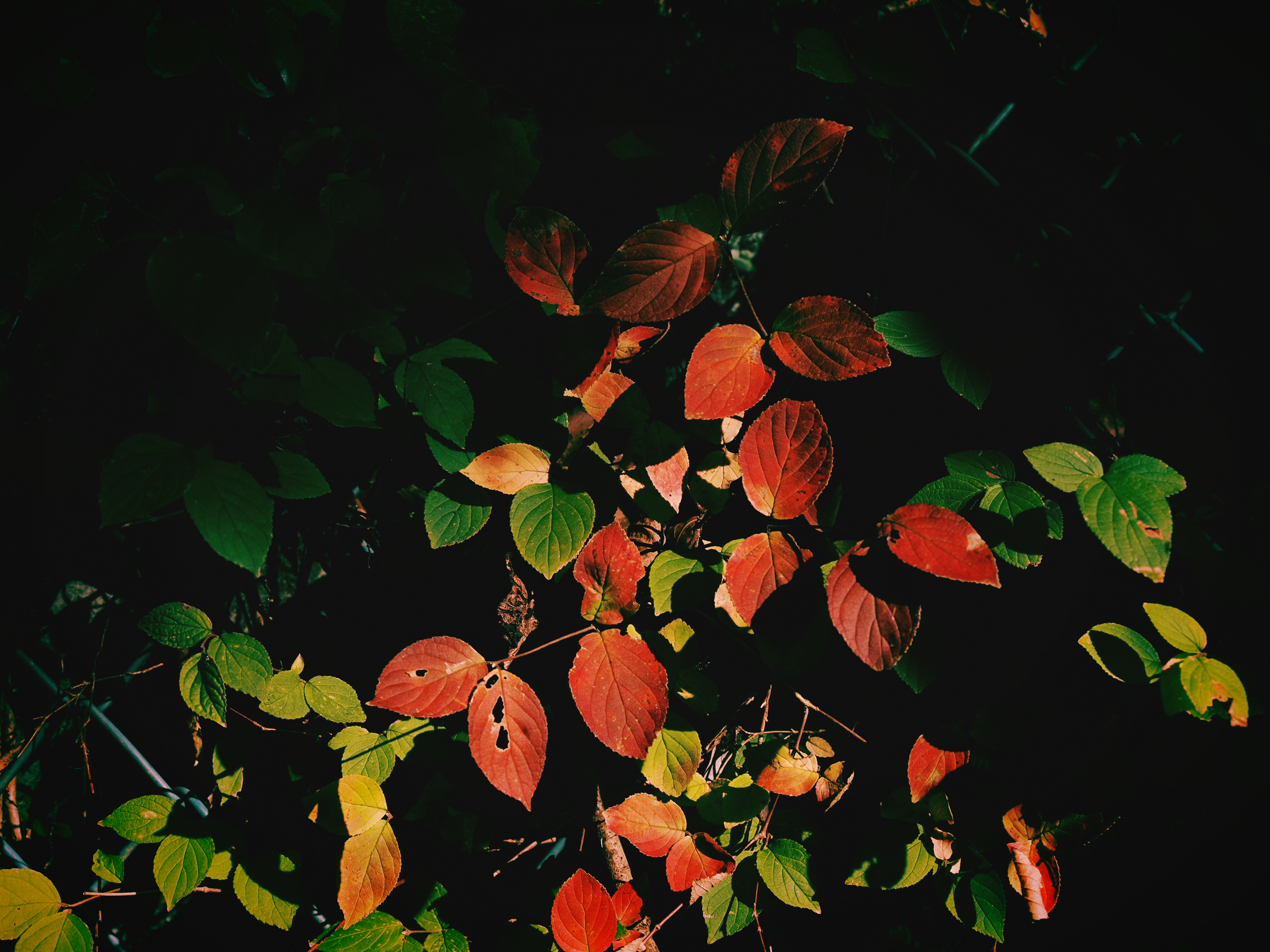 OM-5 Mark II M.ZUIKO DIGITAL ED 12-45mm F4.0 PRO F5.6,1/1250秒,ISO200,-2.0EV,WBオート ネオノスタルジー OM-5 Mark II M.ZUIKO DIGITAL ED 12-45mm F4.0 PRO F5.6,1/1250秒,ISO200,-2.0EV,WBオート ネオノスタルジー