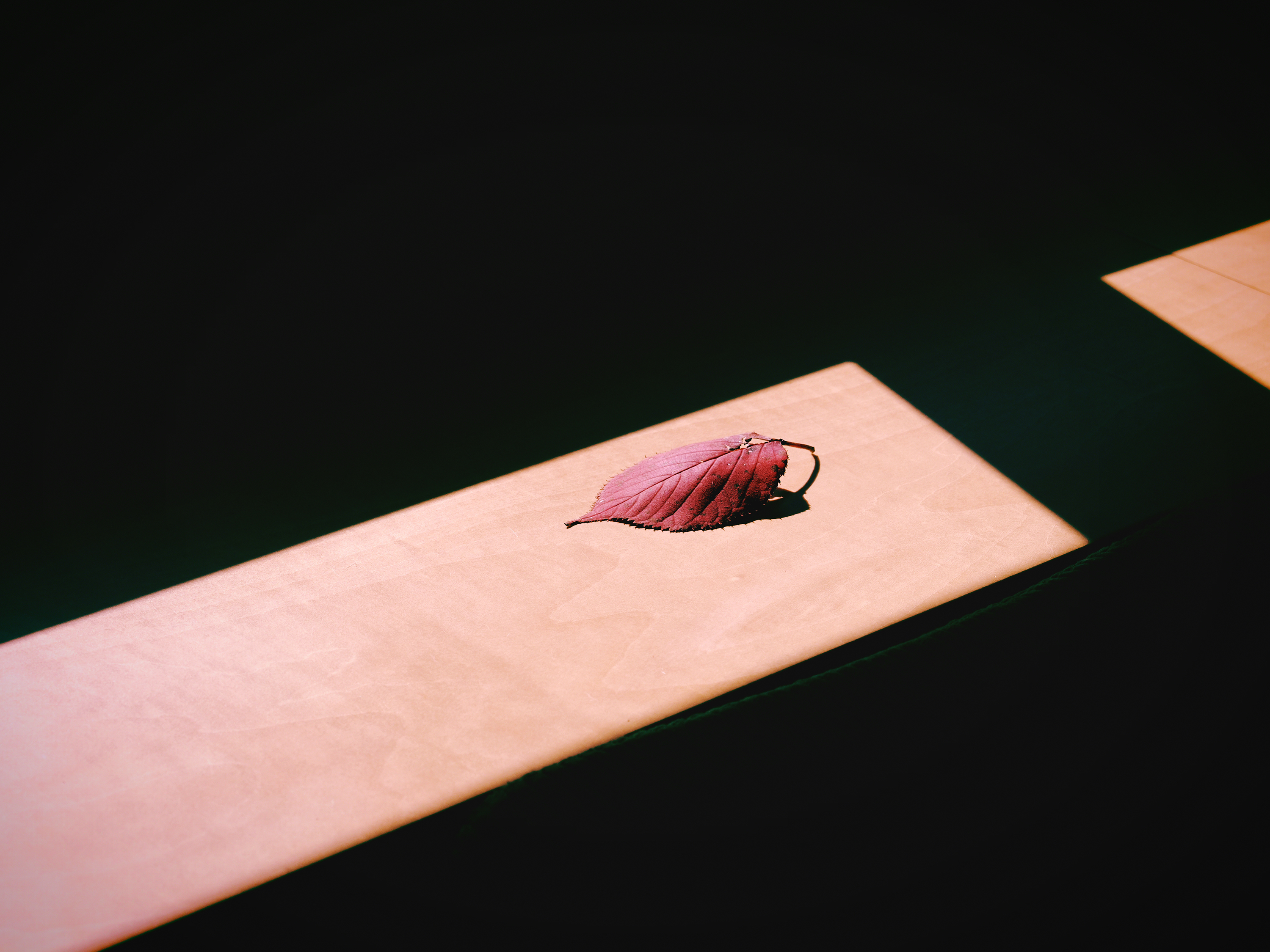 OM-5 Mark II M.ZUIKO DIGITAL ED 12-45mm F4.0 PRO F5.6,1/1250秒,ISO200,-0.7EV,WBオート ネオノスタルジー OM-5 Mark II M.ZUIKO DIGITAL ED 12-45mm F4.0 PRO F5.6,1/1250秒,ISO200,-0.7EV,WBオート ネオノスタルジー