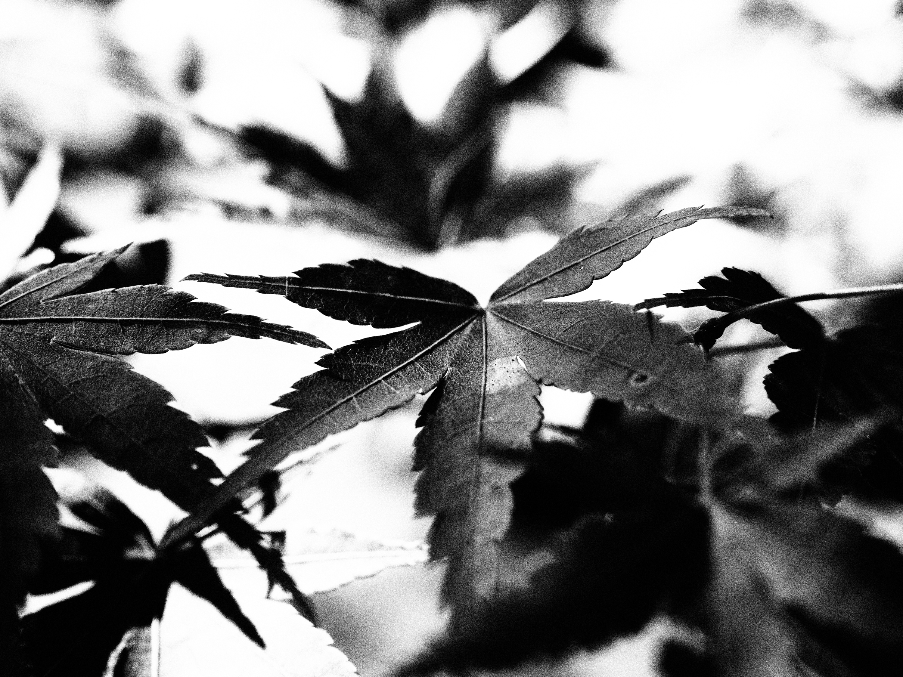 OM-5 Mark II M.ZUIKO DIGITAL ED 12-45mm F4.0 PRO F5.6,1/125秒,ISO200,+0.3EV,WBオート ラフモノクロームI OM-5 Mark II M.ZUIKO DIGITAL ED 12-45mm F4.0 PRO F5.6,1/125秒,ISO200,+0.3EV,WBオート ラフモノクロームI