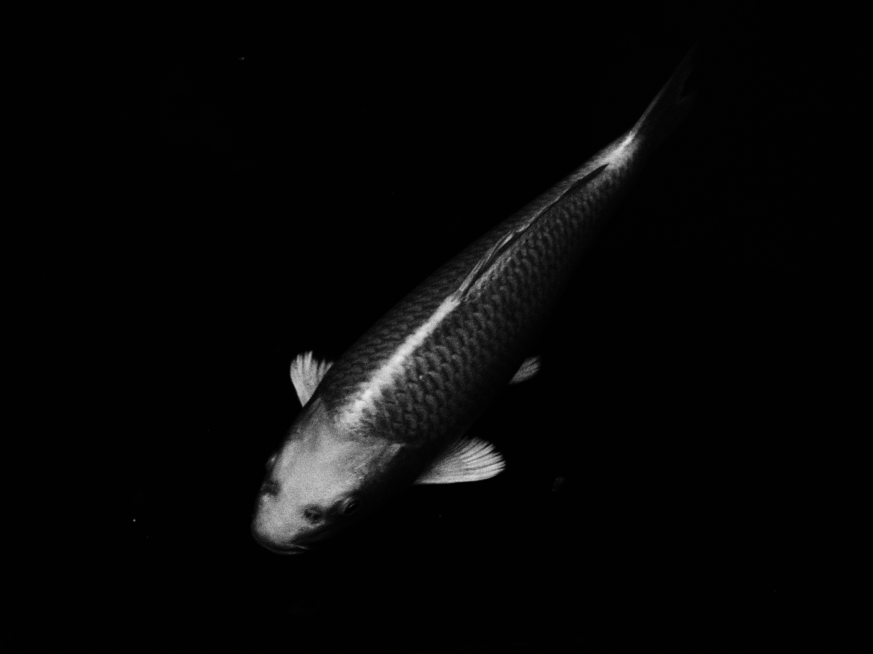 OM-5 Mark II M.ZUIKO DIGITAL ED 12-45mm F4.0 PRO F8,1/80秒,ISO320,-2.3EV ラフモノクロームI OM-5 Mark II M.ZUIKO DIGITAL ED 12-45mm F4.0 PRO F8,1/80秒,ISO320,-2.3EV ラフモノクロームI