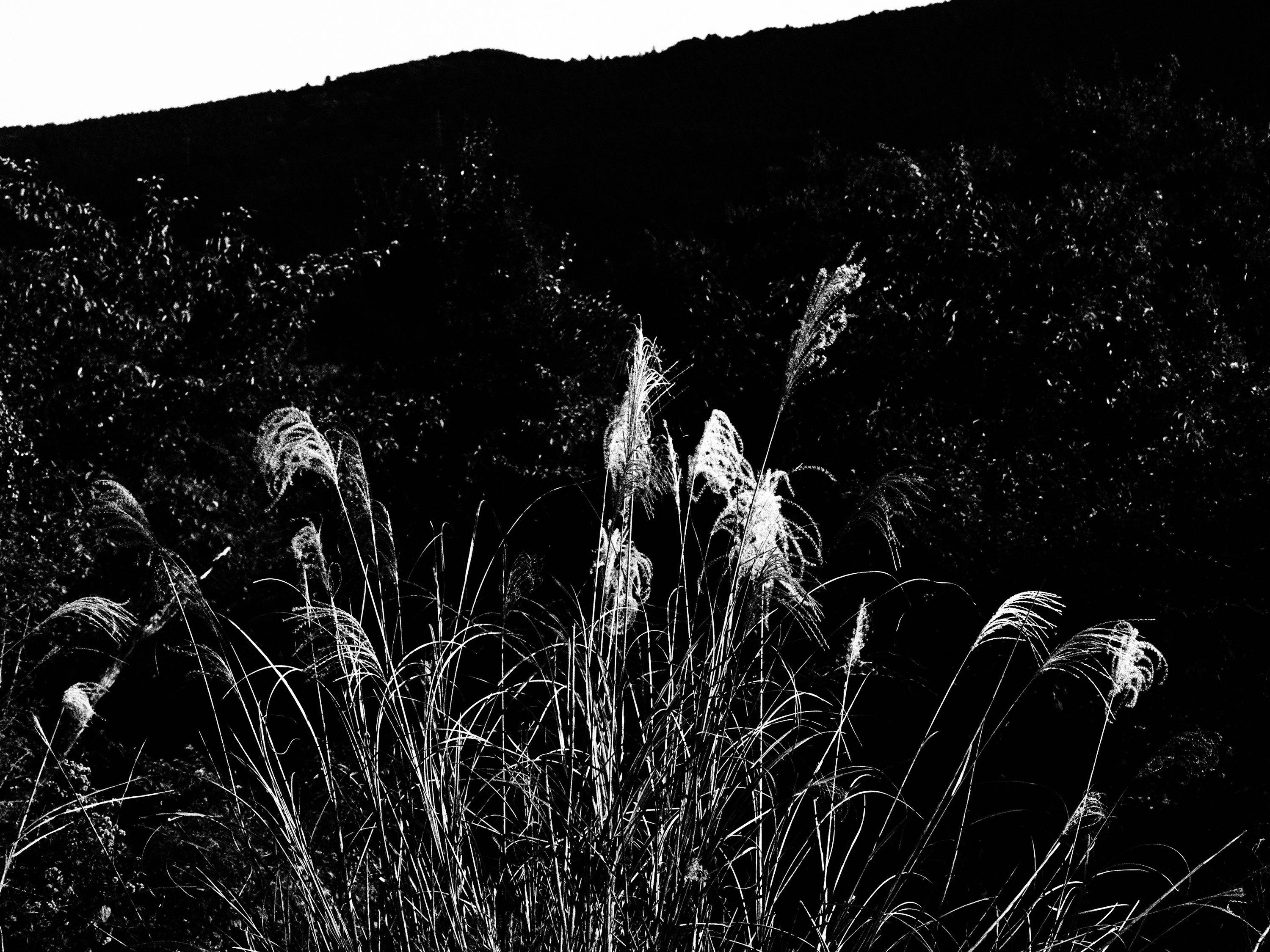 OM-5 Mark II M.ZUIKO DIGITAL ED 12-45mm F4.0 PRO F8,1/500秒,ISO200, 0EV ラフモノクロームI OM-5 Mark II M.ZUIKO DIGITAL ED 12-45mm F4.0 PRO F8,1/500秒,ISO200, 0EV ラフモノクロームI