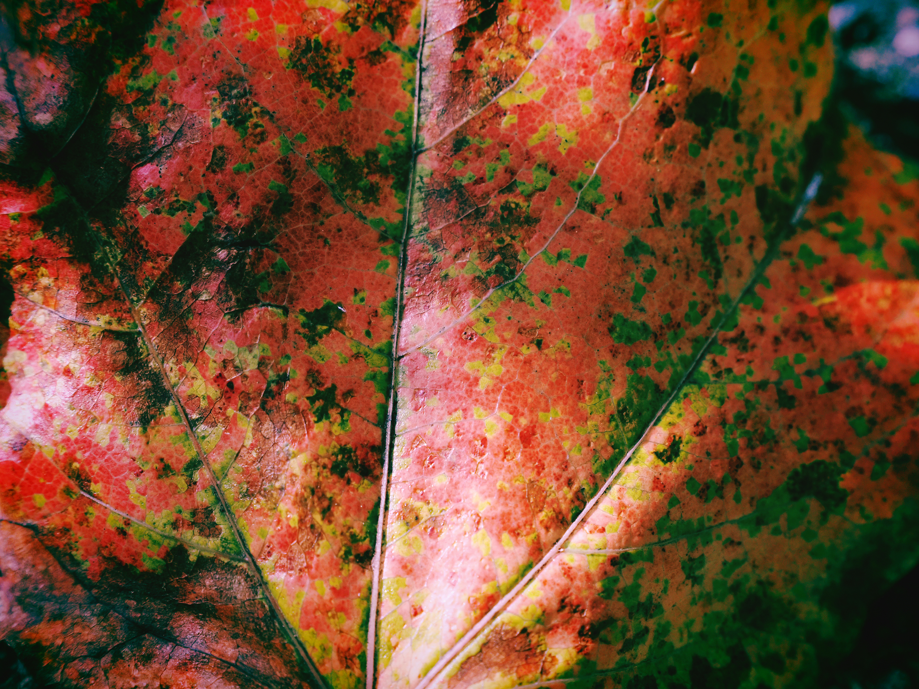 OM-5 Mark II M.ZUIKO DIGITAL ED 12-45mm F4.0 PRO F5.6,1/80秒,ISO640, -1.0EV,WBオート ネオノスタルジー OM-5 Mark II M.ZUIKO DIGITAL ED 12-45mm F4.0 PRO F5.6,1/80秒,ISO640, -1.0EV,WBオート ネオノスタルジー