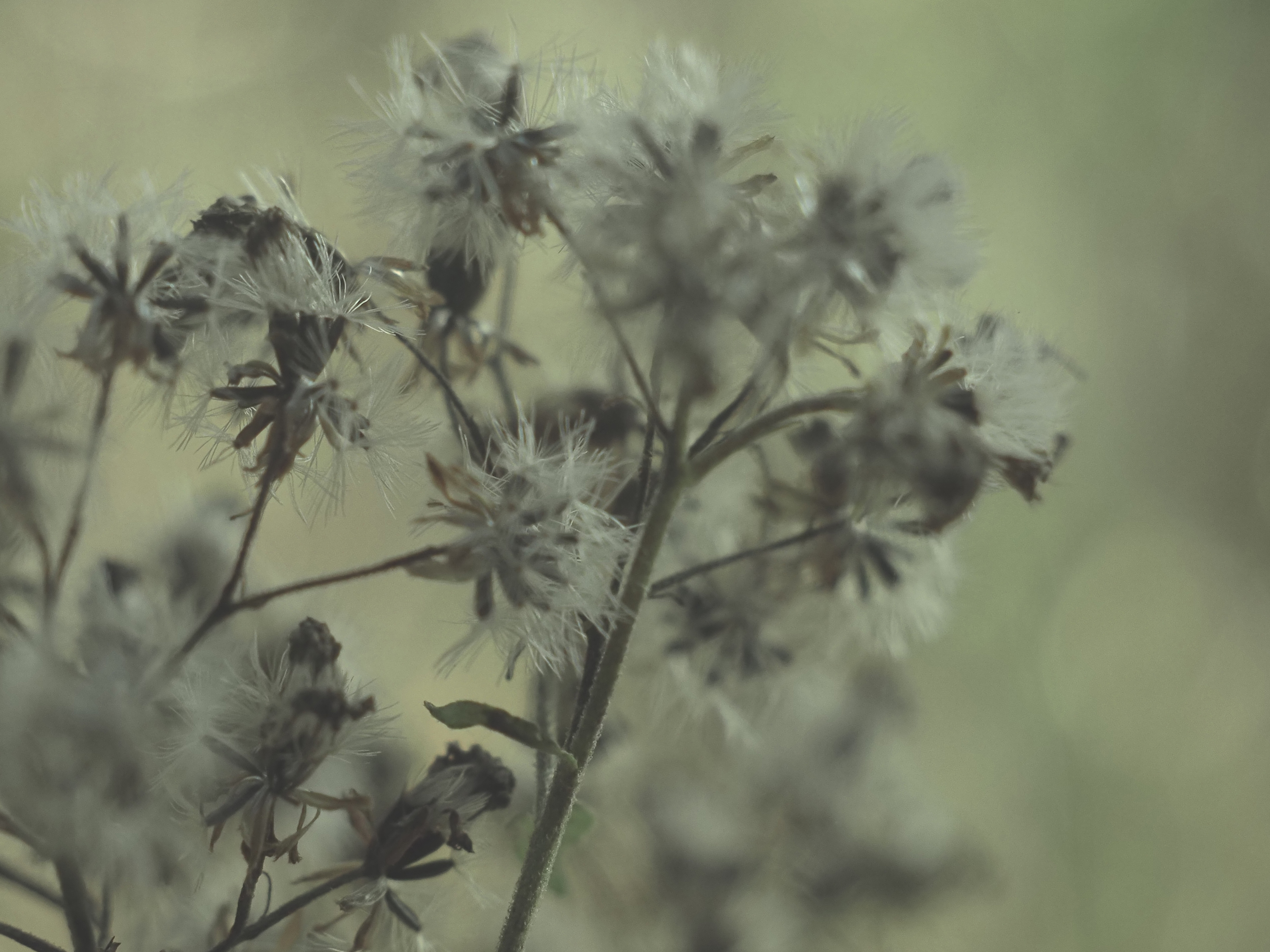 OM-5 Mark II M.ZUIKO DIGITAL ED 12-45mm F4.0 PRO F4,1/500秒,ISO200,-1.7EV,WB 7800K デイドリームI OM-5 Mark II M.ZUIKO DIGITAL ED 12-45mm F4.0 PRO F4,1/500秒,ISO200,-1.7EV,WB 7800K デイドリームI