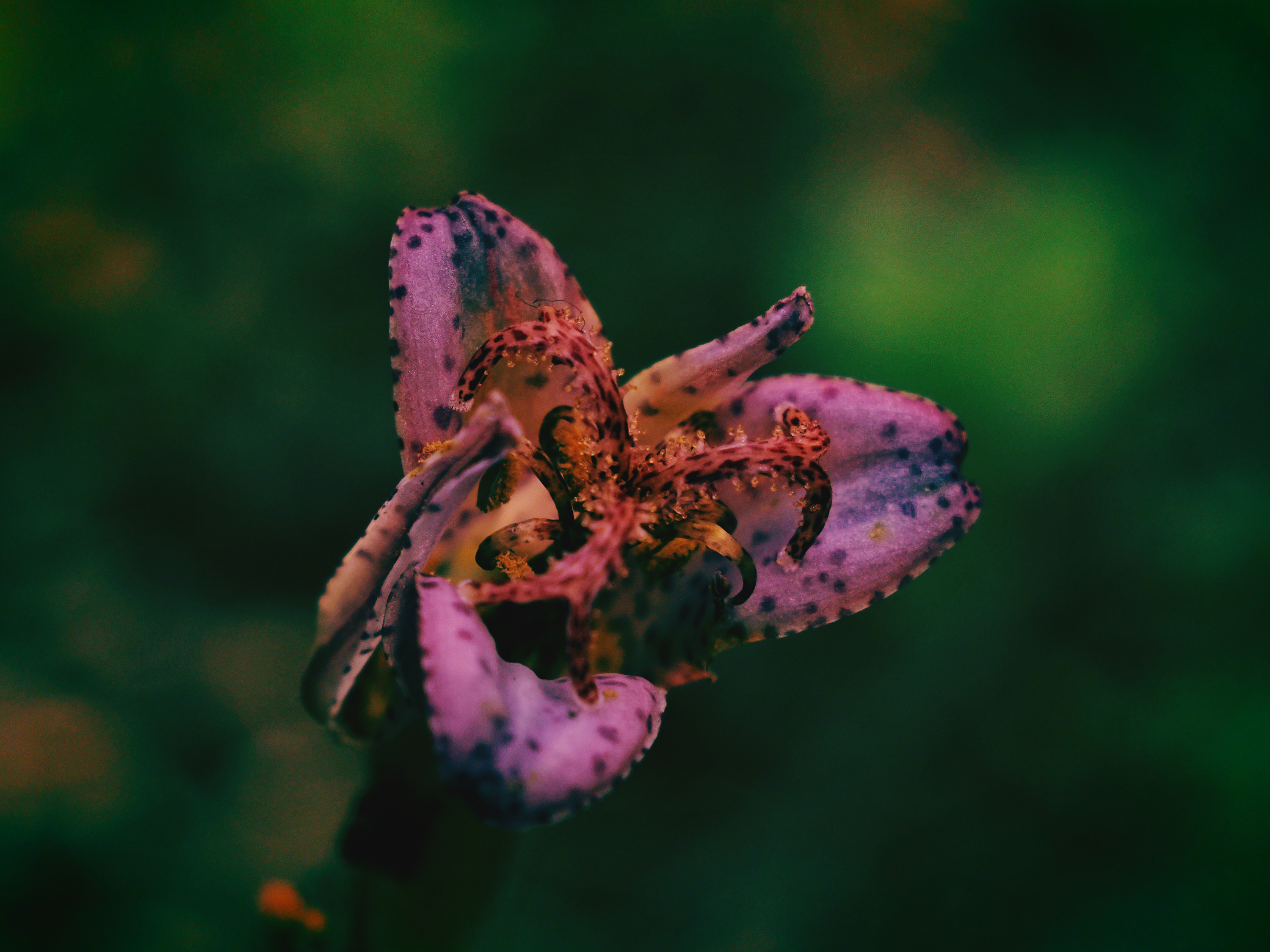 OM-5 Mark II M.ZUIKO DIGITAL ED 12-45mm F4.0 PRO F4,1/200秒,ISO200,-1.7EV,WB 7800K ネオノスタルジー OM-5 Mark II M.ZUIKO DIGITAL ED 12-45mm F4.0 PRO F4,1/200秒,ISO200,-1.7EV,WB 7800K ネオノスタルジー