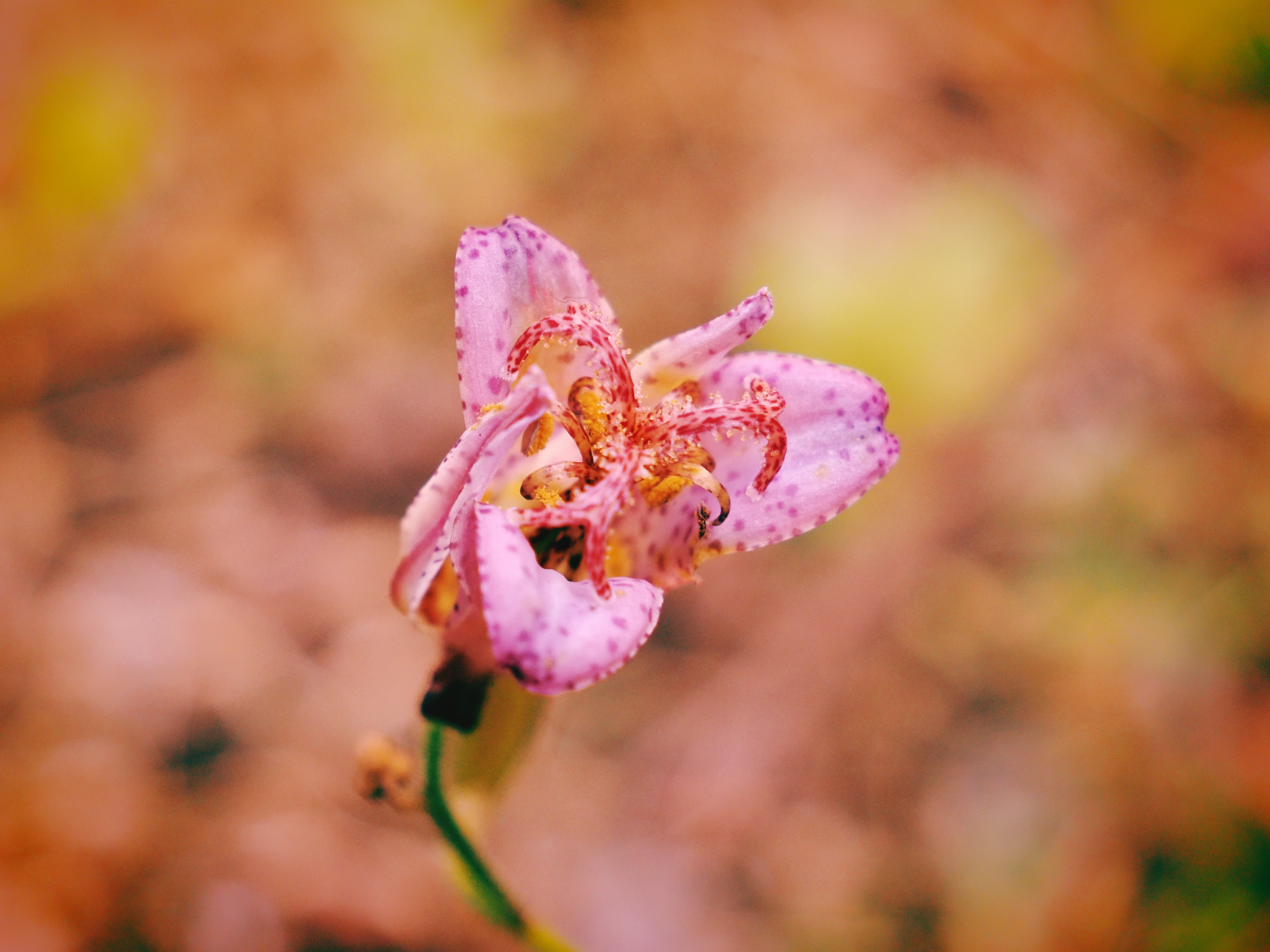 OM-5 Mark II M.ZUIKO DIGITAL ED 12-45mm F4.0 PRO F4,1/200秒,ISO200,±0EV,WB 7800K ネオノスタルジー OM-5 Mark II M.ZUIKO DIGITAL ED 12-45mm F4.0 PRO F4,1/200秒,ISO200,±0EV,WB 7800K ネオノスタルジー