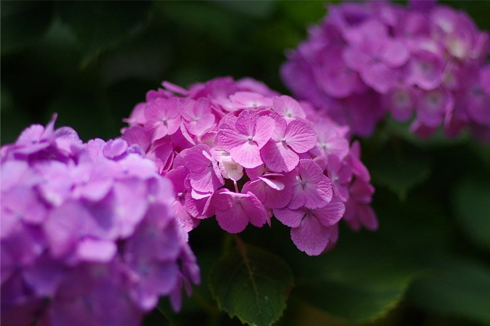 Y HD PENTAX-FA 77mmF1.8 Limited/i/F1.8/Vb^[x 1/5000/Io␳ -0.7/x200/AWB