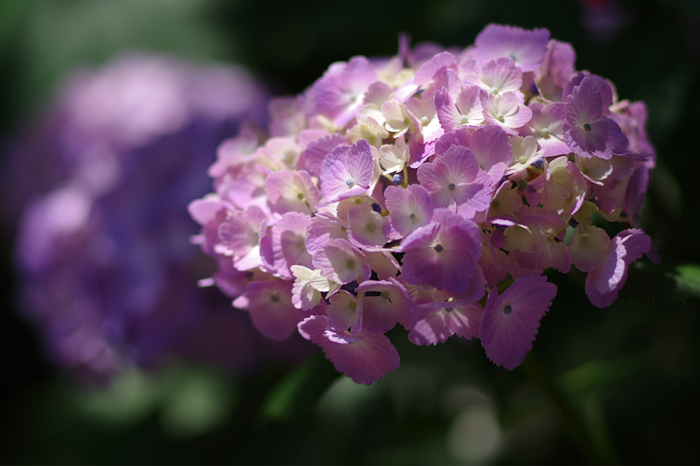 Y HD PENTAX-FA 77mmF1.8 Limited/i/F2.5/Vb^[x1/1600/Io␳-0.7/x100/AWB