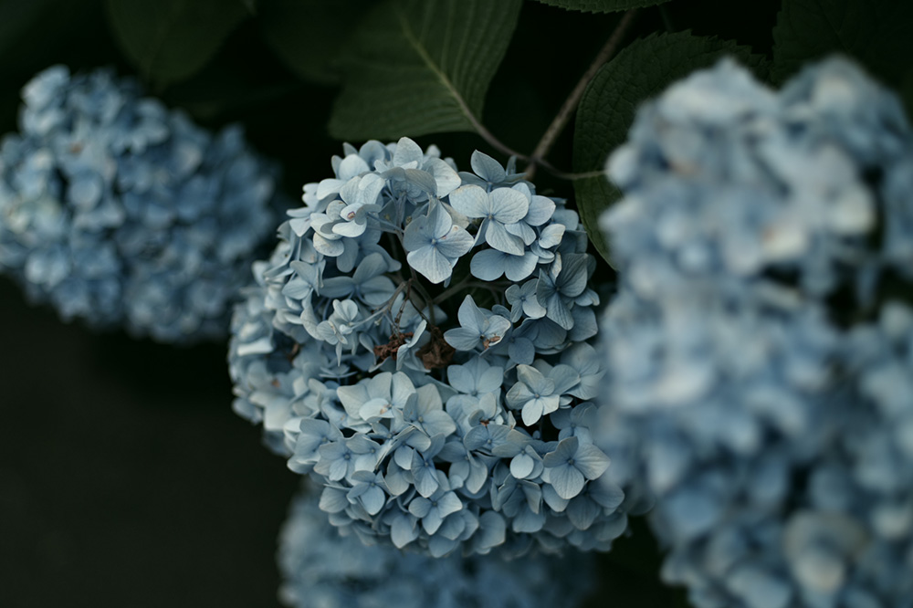 Y HD PENTAX-FA 43mmF1.9 Limited/c/F1.9/Vb^[x1/1250/Io␳-0.3/x100/AWB