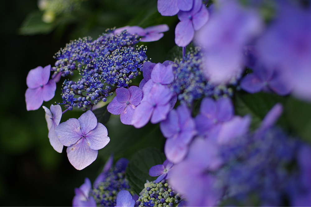 Y HD PENTAX-FA 43mmF1.9 Limited/i/F1.9/Vb^[x1/000/Io␳-0.3/x100/AWB