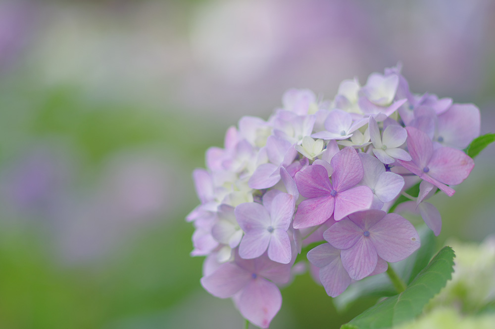Y HD PENTAX-FA 77mmF1.8 Limited//F2/Vb^[x1/800/Io␳}0/x100/AWB/Vh[␳