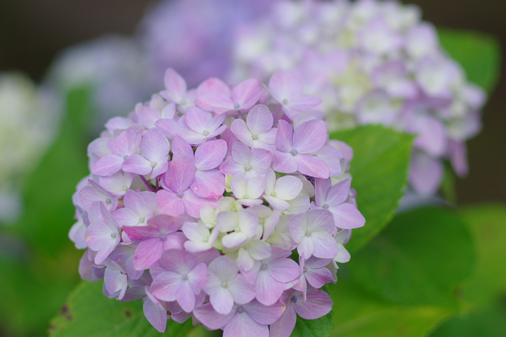 Y HD PENTAX-FA 77mmF1.8 Limited//F2.5/Vb^[x1/500/Io␳+0.7 /x100/AWB/Vh[␳