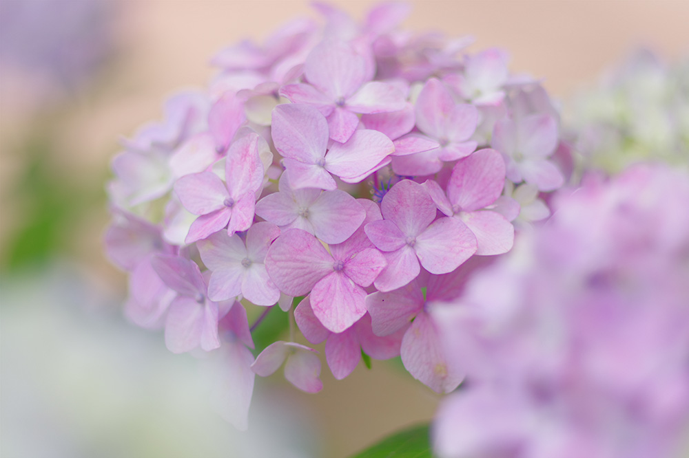 Y HD PENTAX-FA 77mmF1.8 Limited//F1.8/Vb^[x1/12500/Io␳+0.7 /x100/AWB/Vh[␳