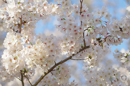 œ_ 100mm(35mmZ 154mm)i@F3.2Vb^[Xs[h@1/2000bIo␳@+0.3ISOx@400zCgoX@AWB摜d@떾ēx@|2Vh[␳@