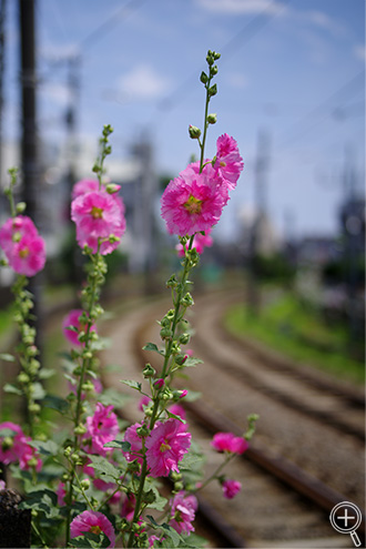 gpJ@PENTAX K-1 Mark II@JX^C[W i