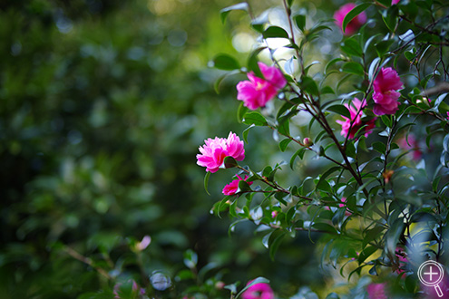 gpJ@PENTAX K-1 Mark II@JX^C[W i