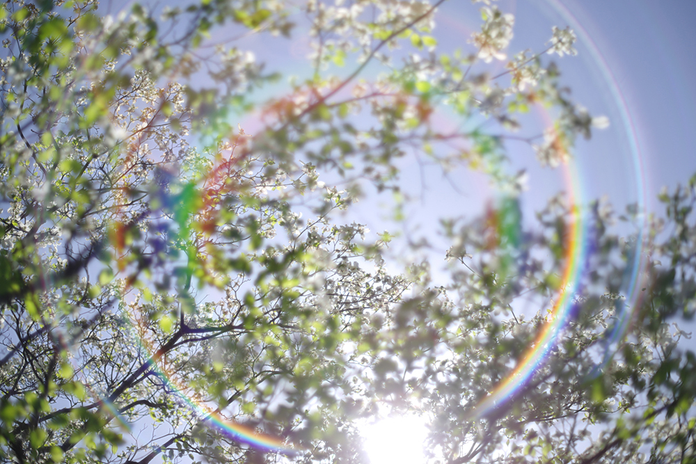I[hY̕`ʂy߂aWY smc PENTAX-FA 50mmF1.4 Classic