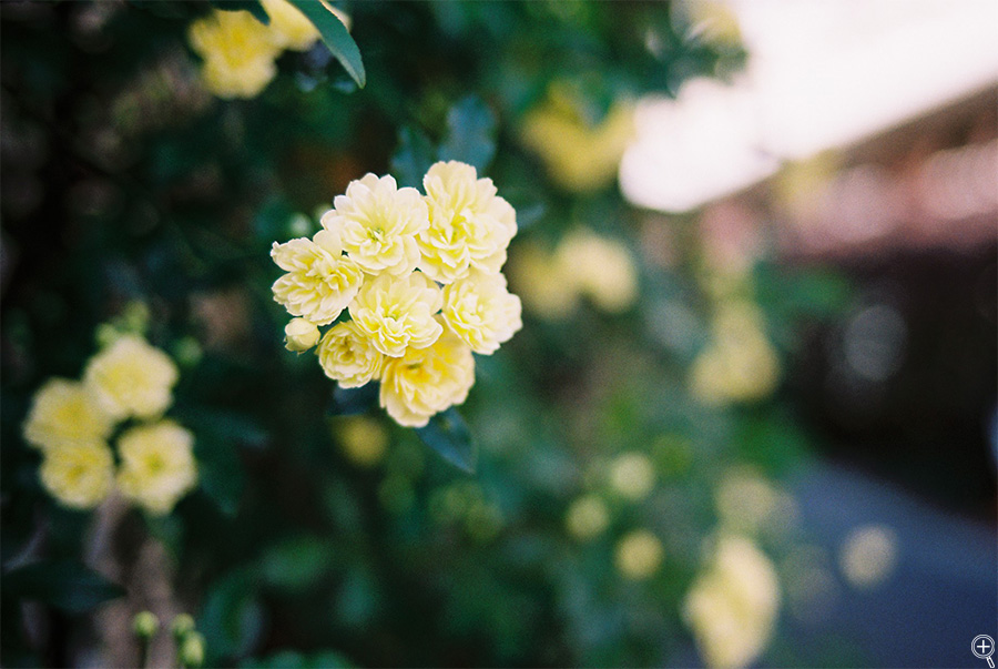 PENTAX LX@F1.8@Kodak J[vX200