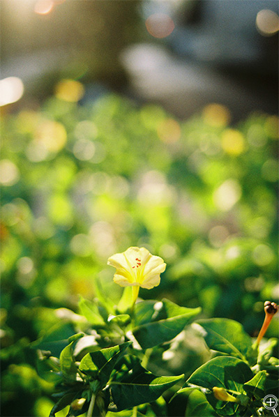 PENTAX MX@F1.8@Kodak J[vX200