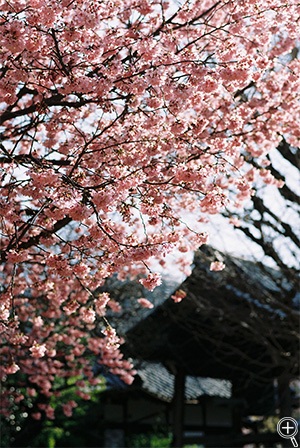 PENTAX SF7 F4 Kodak J[vX200