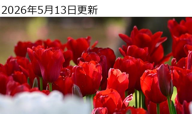 Nikon Z50II���r���[�bZ50����ǂ��i�������H�������߃����Y�L�b�g��r