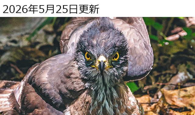 �H�т܂ŕ`���𑜊��IM.ZUIKO DIGITAL ED 300mm F4.0 IS PRO ���ʃ��r���[