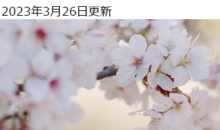 JX^C[WSpecial Editionlewtg(HARUBENI)xōB