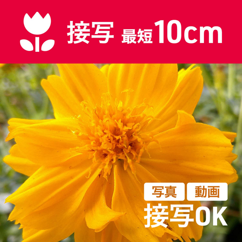 �ʐ^��������ڎ�OK